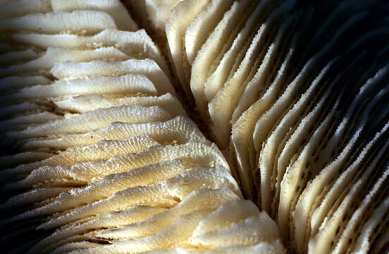 Image of Slipper coral