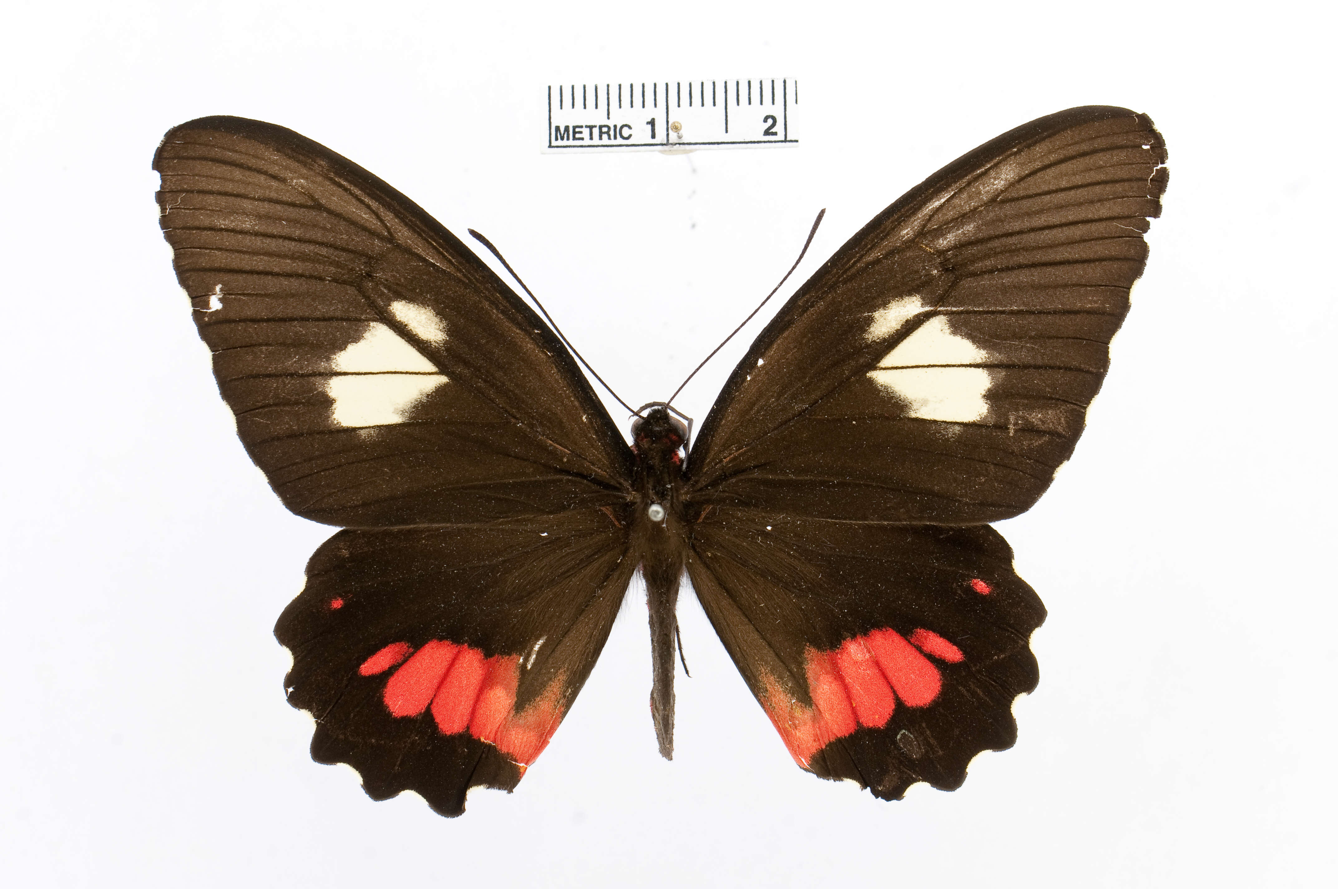 Sivun Parides sesostris (Cramer (1779)) kuva