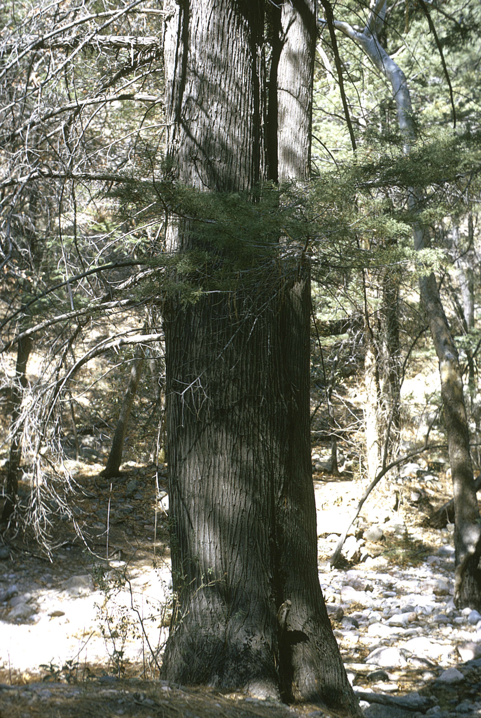 Image of Arizona Cypress