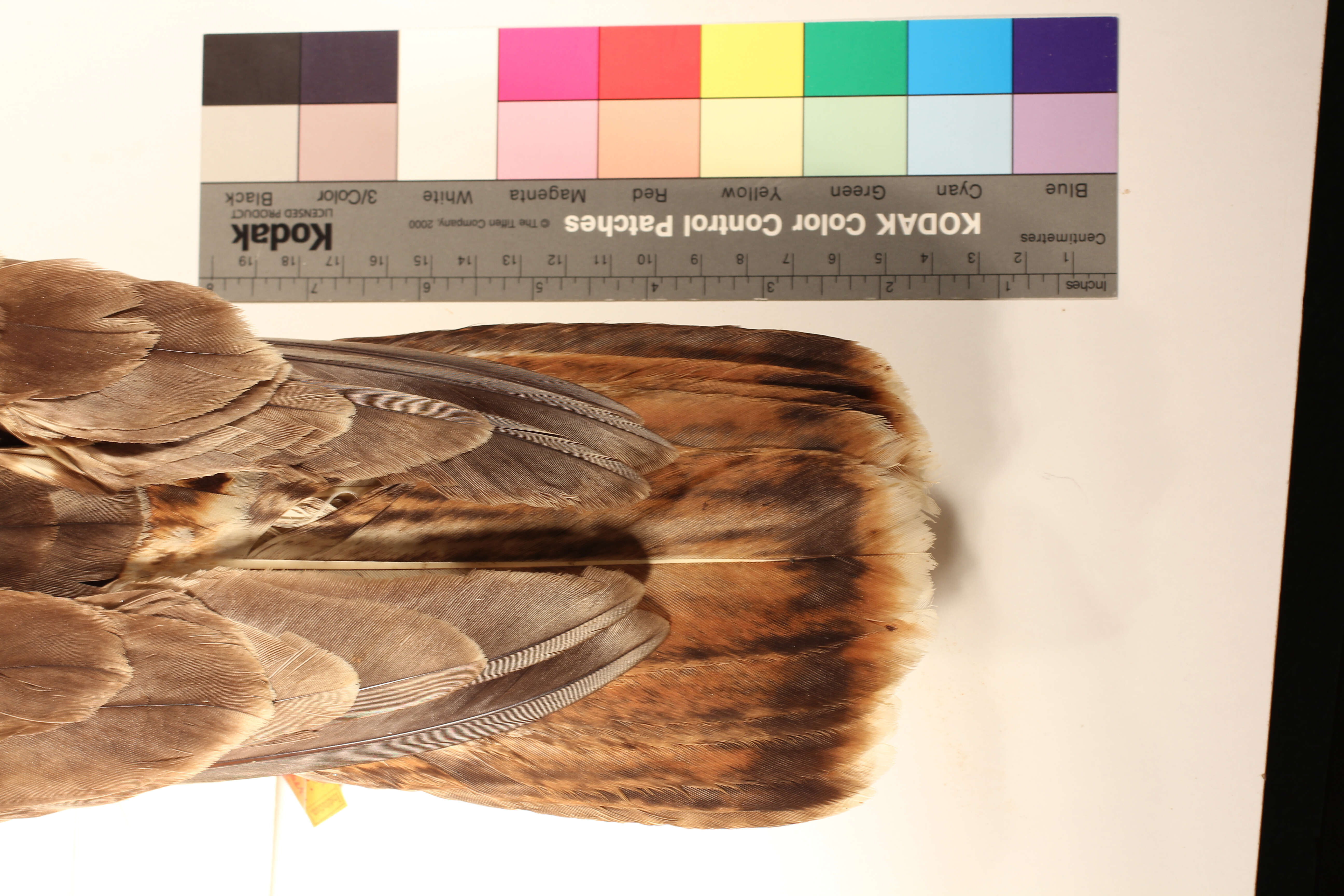 Image of Harlan's Hawk