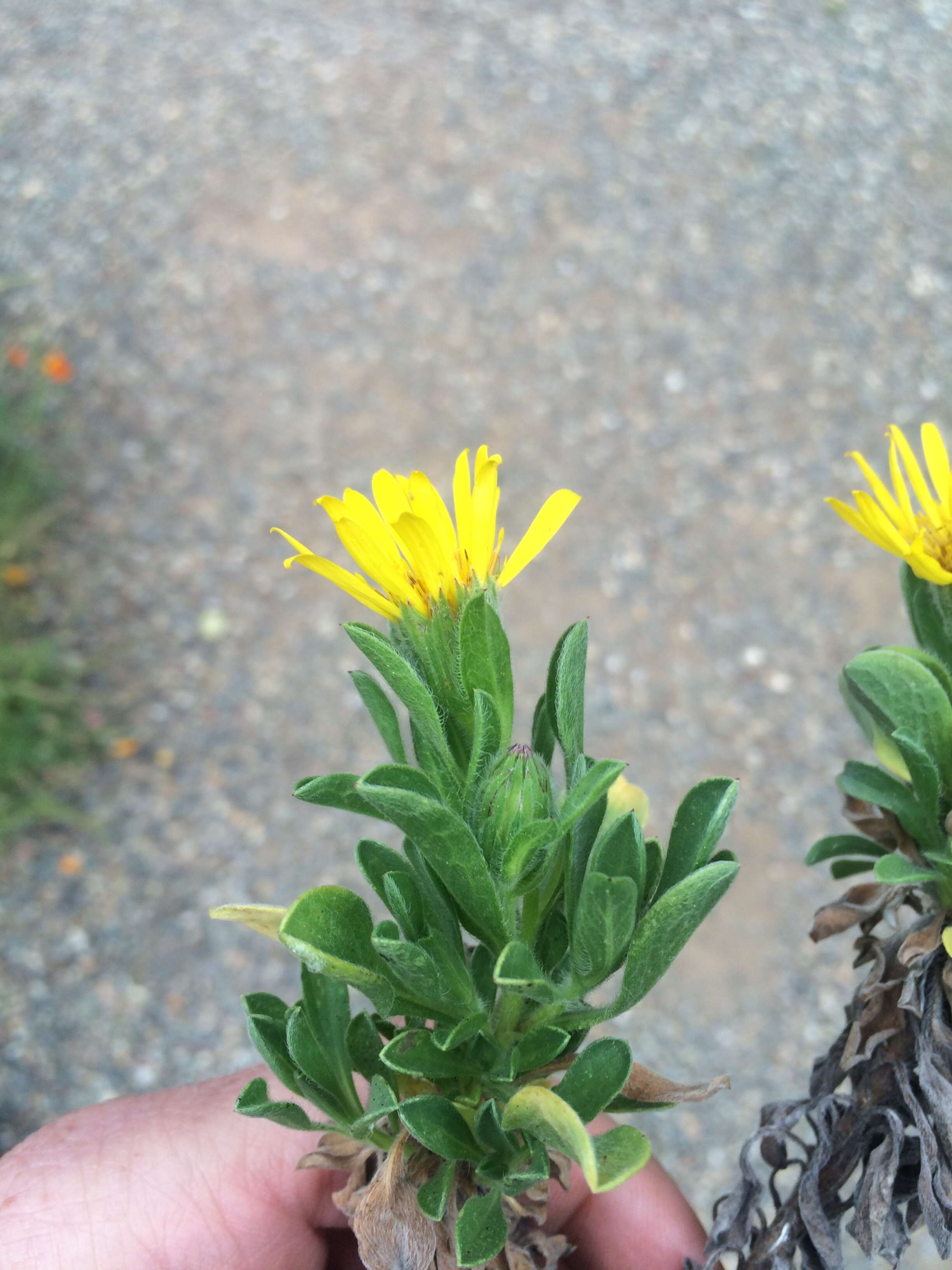 Image of Heterotheca bolanderi (A. Gray) V. L. Harms