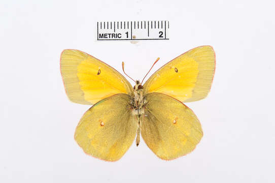 Image of Colias marcopolo Grum-Grshimailo 1888