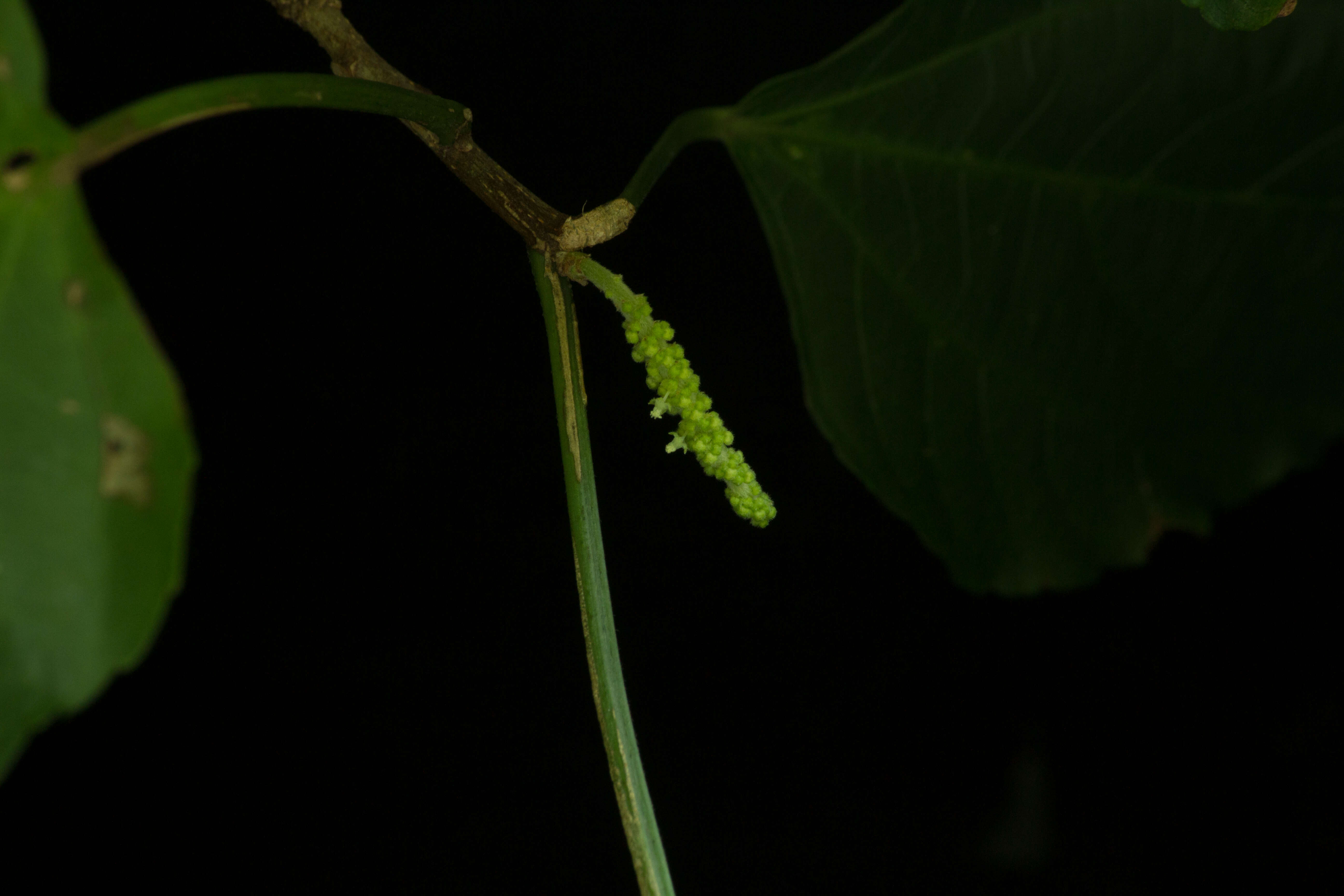 Image of Acalypha schiedeana Schltdl.