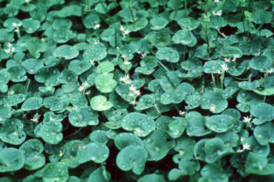 Image of kidneyleaf mudplantain