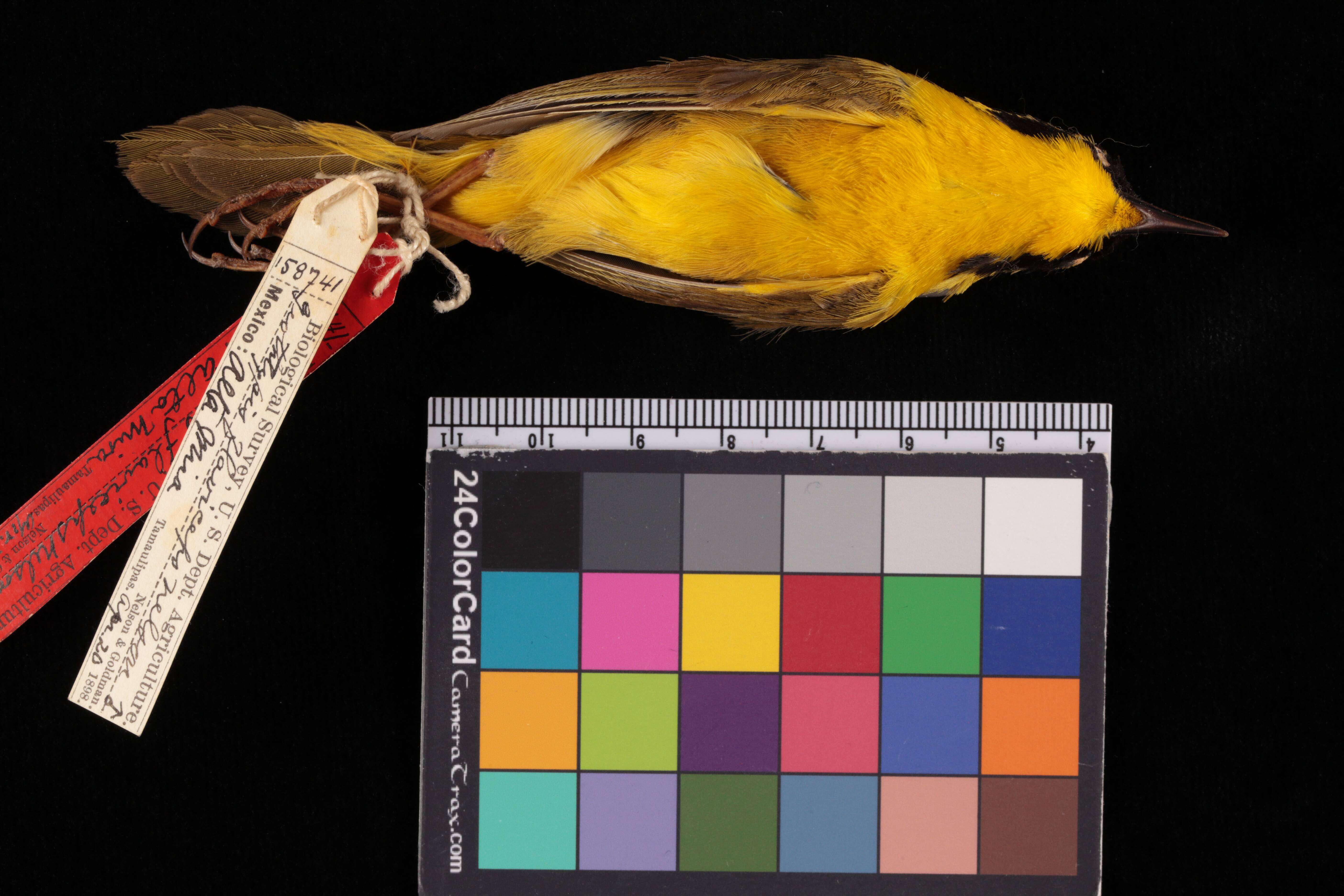 Image of Altamira Yellowthroat