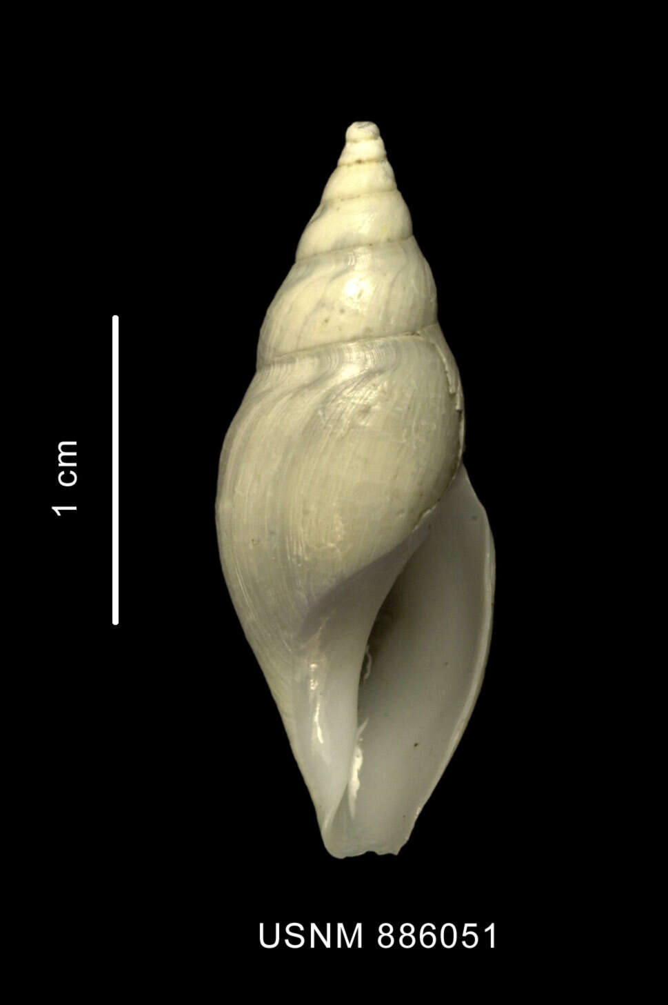 Image of Typhlodaphne purissima (Strebel 1908)