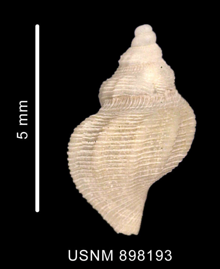 Plancia ëd Pleurotomella simillima Thiele 1912