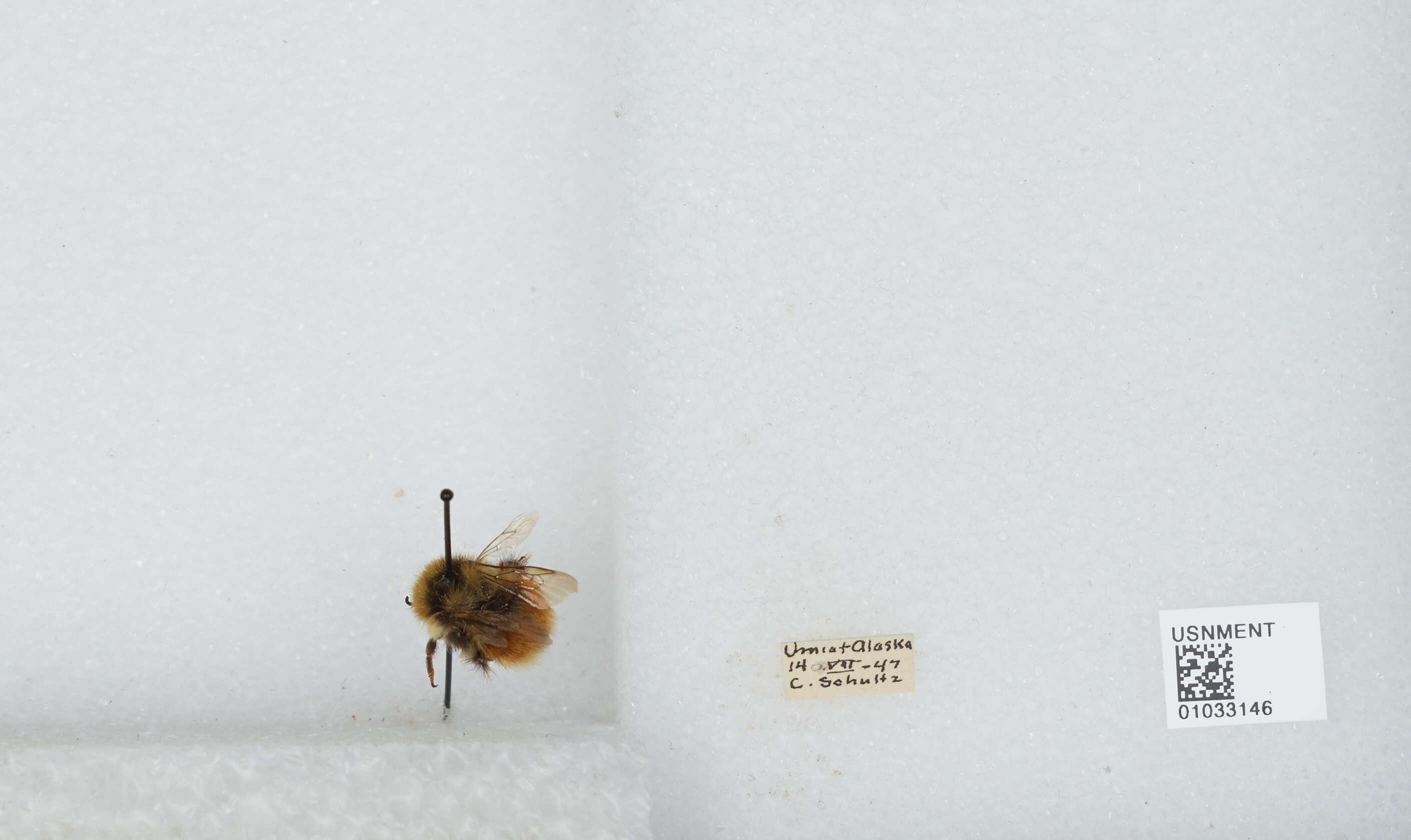 Image de Bombus sylvicola Kirby 1837