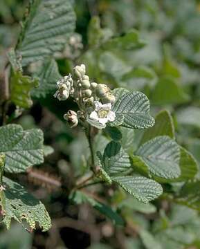 Image of yellow Himalayan raspberry