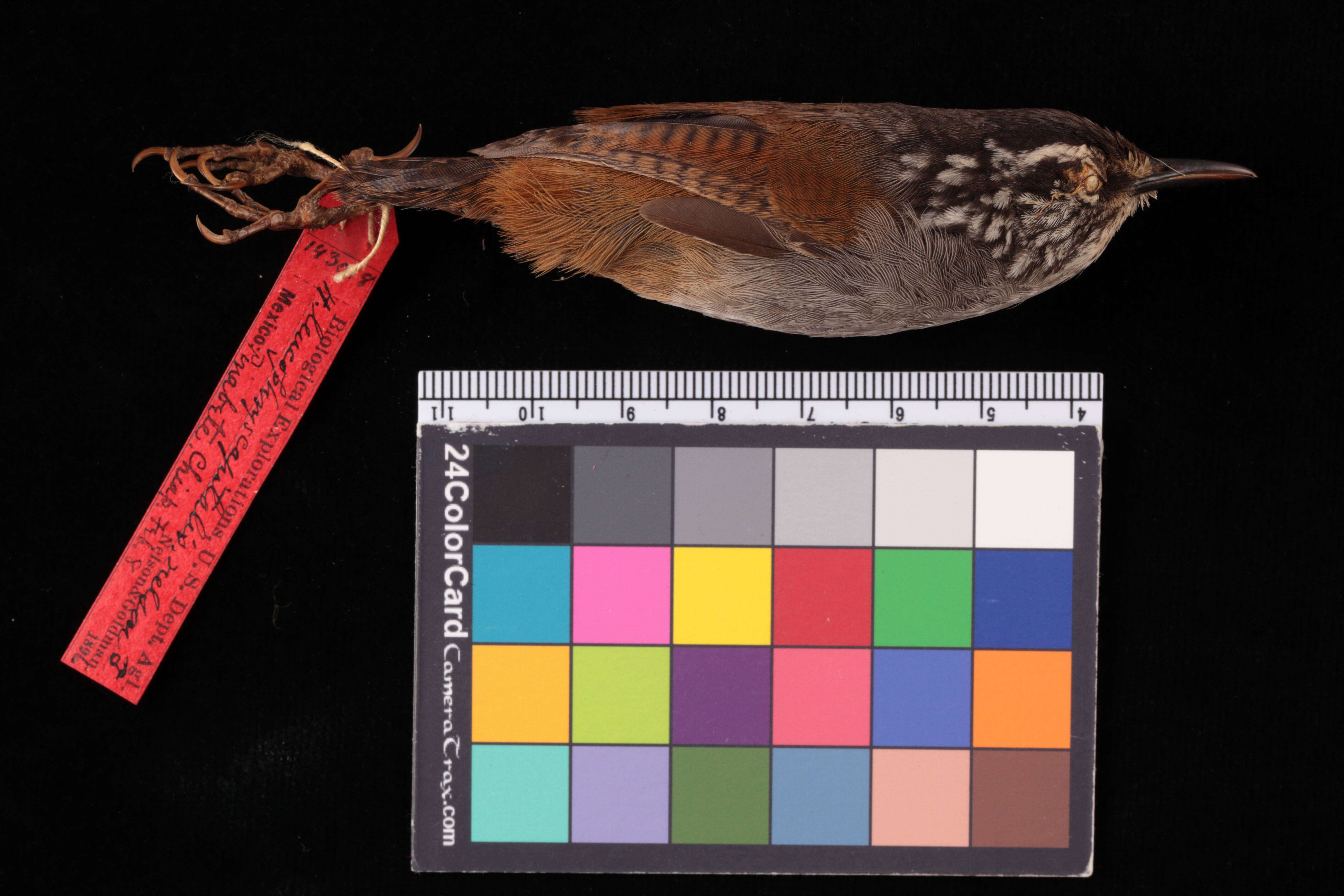 Image of Henicorhina leucophrys capitalis Nelson 1897