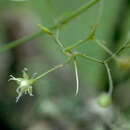 Image of Schiedea diffusa subsp. diffusa