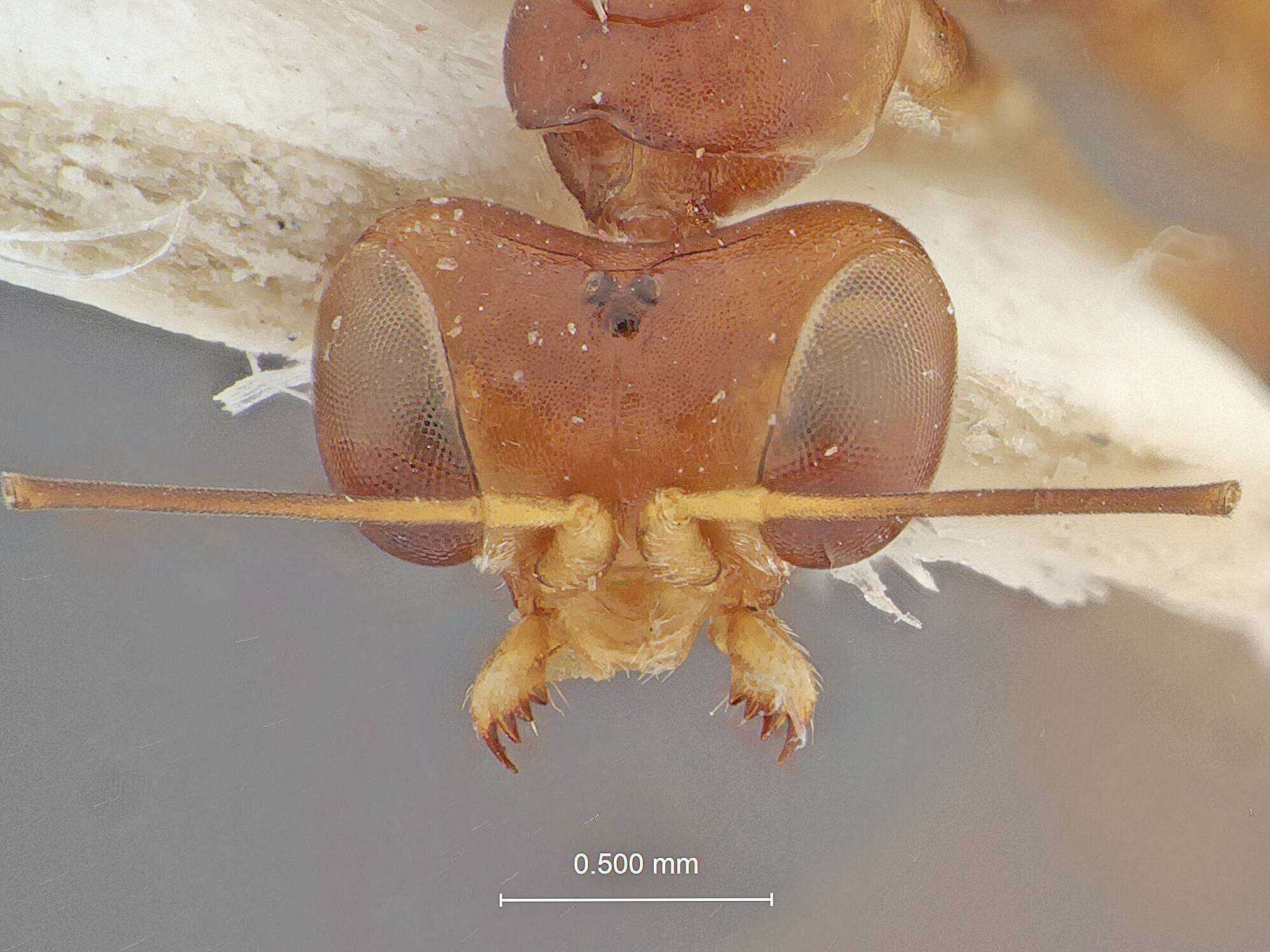 Image of Eucamptonyx Perkins 1907