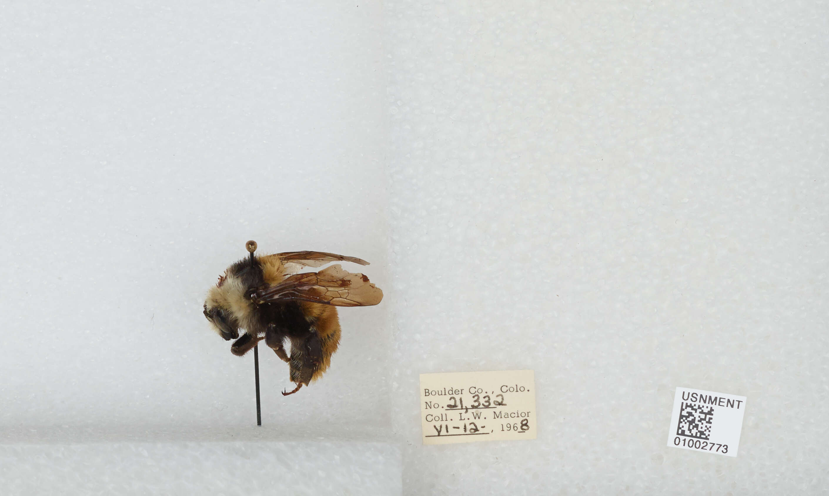 Imagem de Bombus appositus Cresson 1879