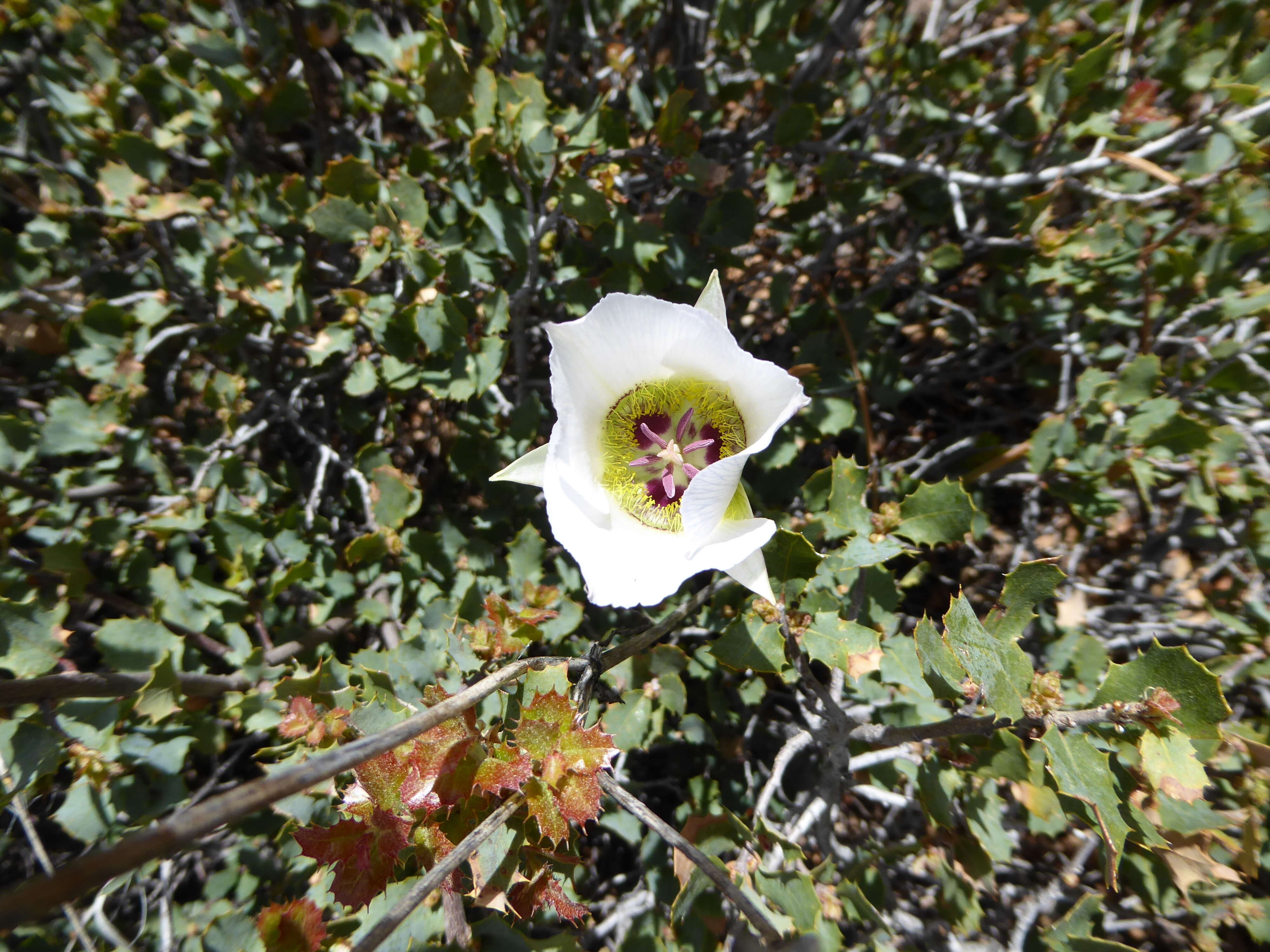 Plancia ëd Triteleia ixioides (Dryand. ex W. T. Aiton) Greene