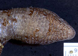 Image of Mount Orizaba Alligator Lizard