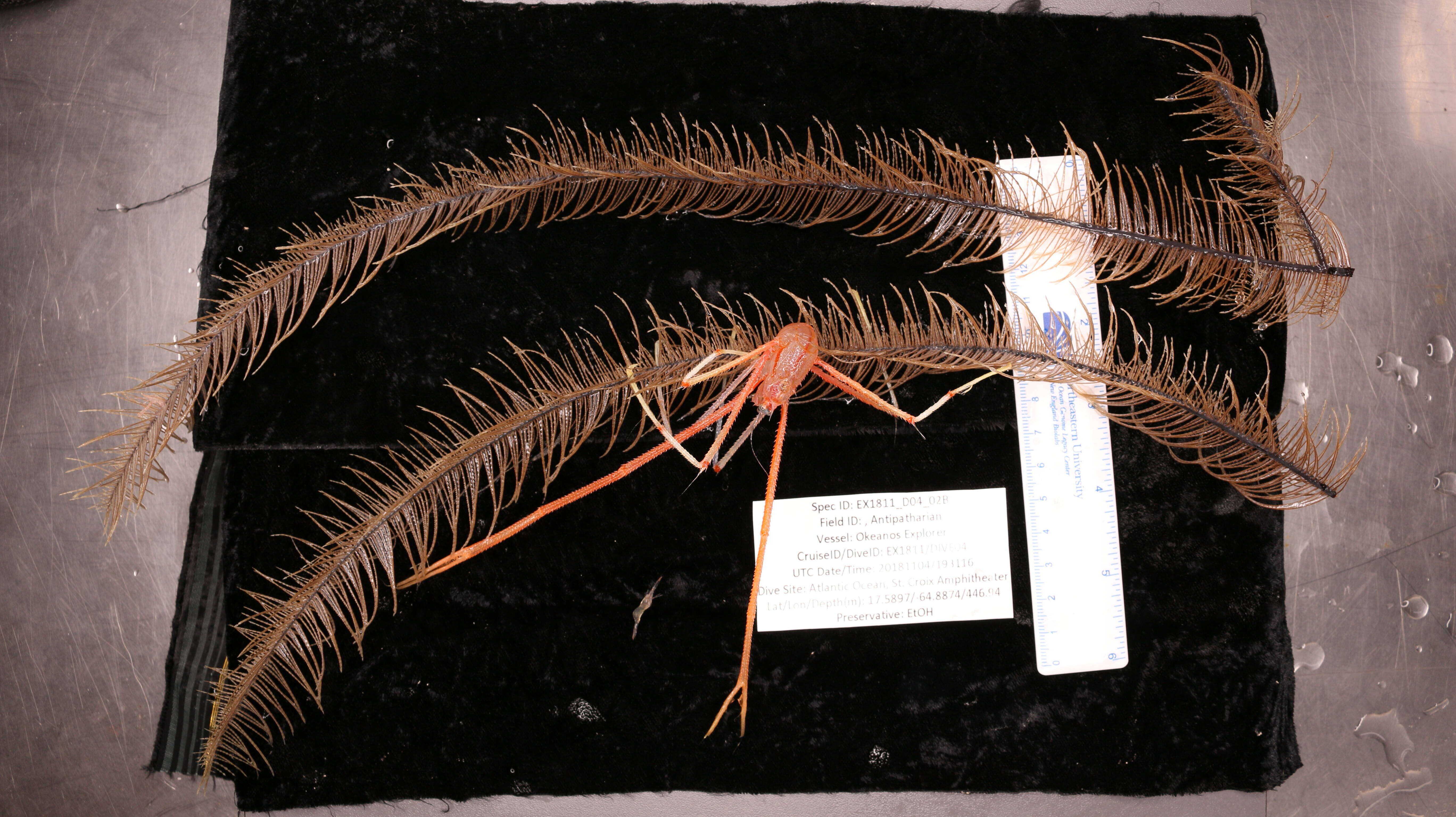 Image of Four-stick Black Coral