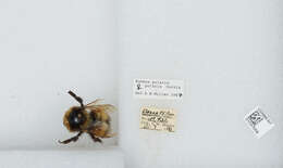 Image of Polar Bumble Bee