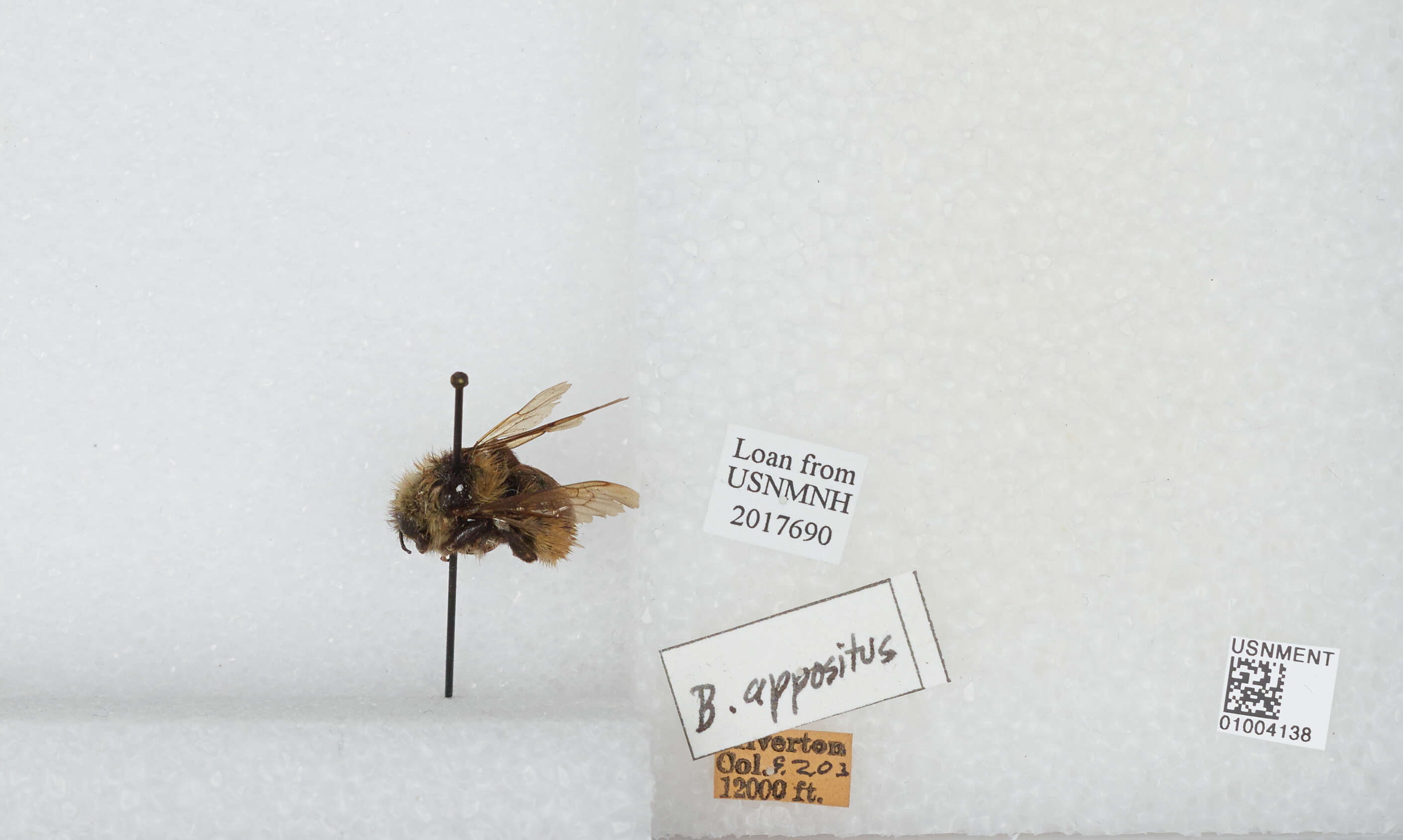 Imagem de Bombus appositus Cresson 1879