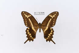 Image of Papilio Linnaeus 1758