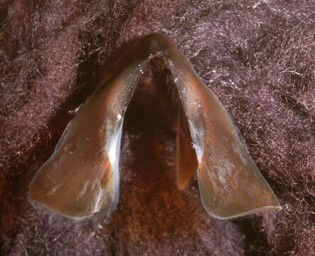 Image of Atlantic bird squid