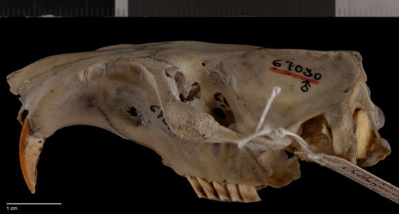 Image of Orthogeomys grandis felipensis Nelson & Goldman 1930