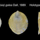 Image of Hyalorisia galea (Dall 1889)