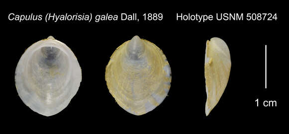 Image of Hyalorisia galea (Dall 1889)