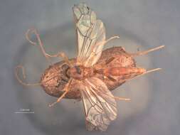 Image of Lophyroplectus nipponensis Cushman 1937