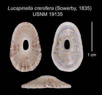 Image of Lucapinella crenifera (G. B. Sowerby 1835)