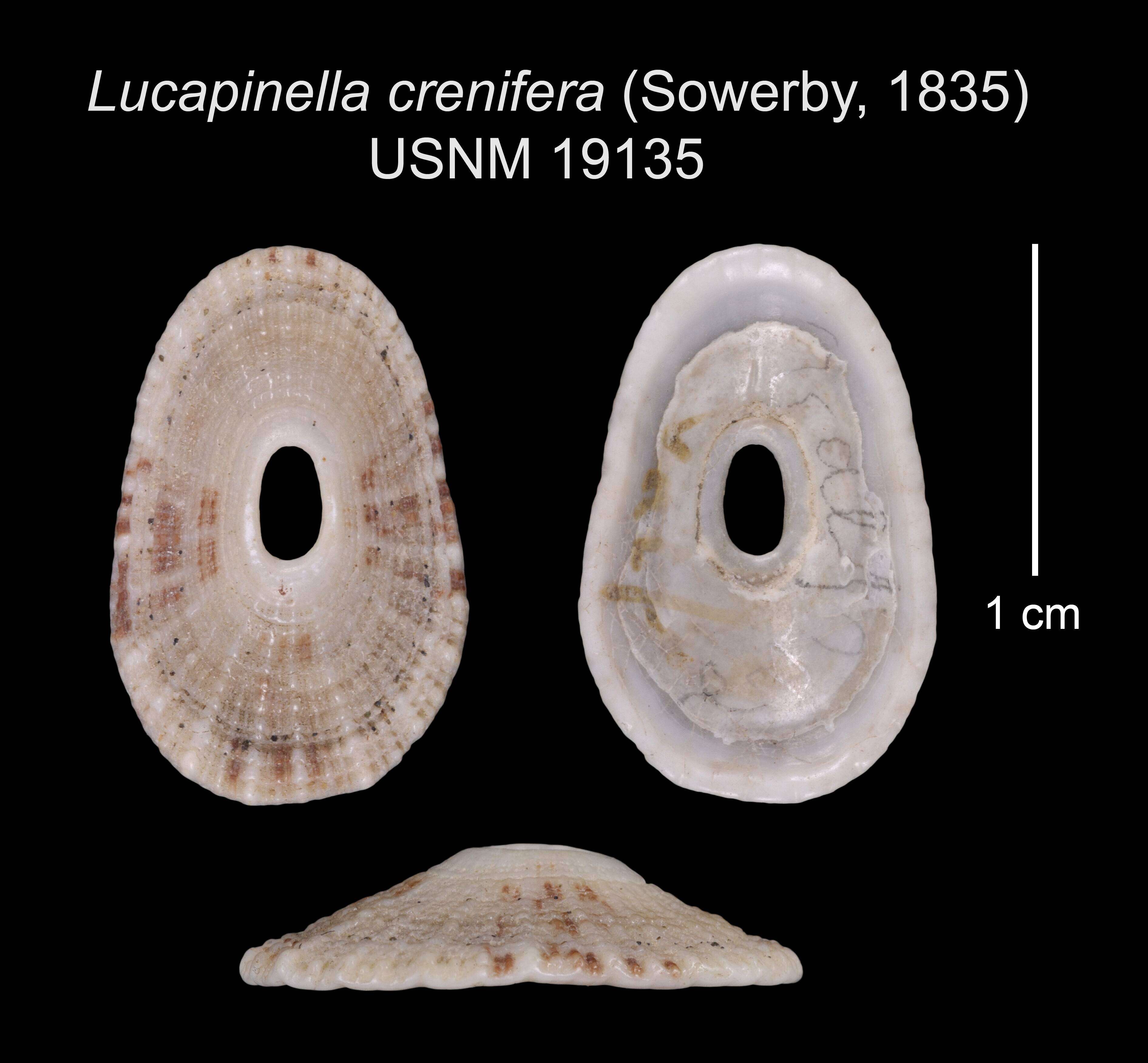 Image de Lucapinella crenifera (G. B. Sowerby 1835)