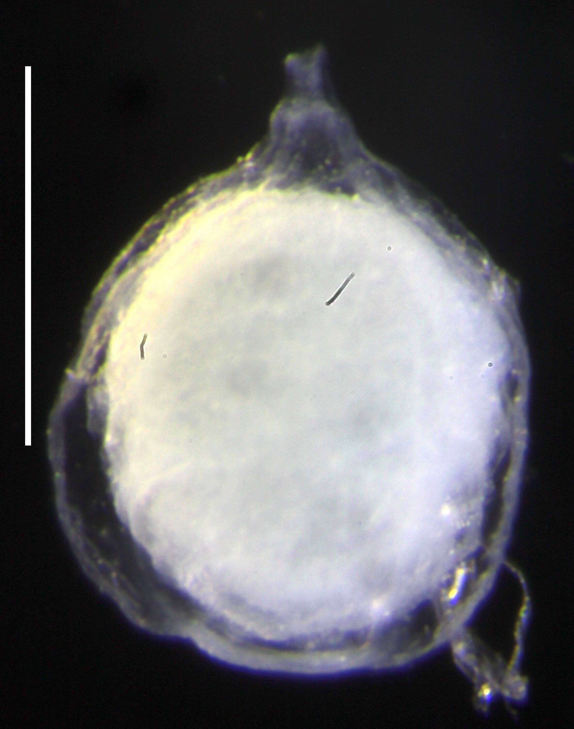 Image of Halistemma maculatum Pugh & Baxter 2014