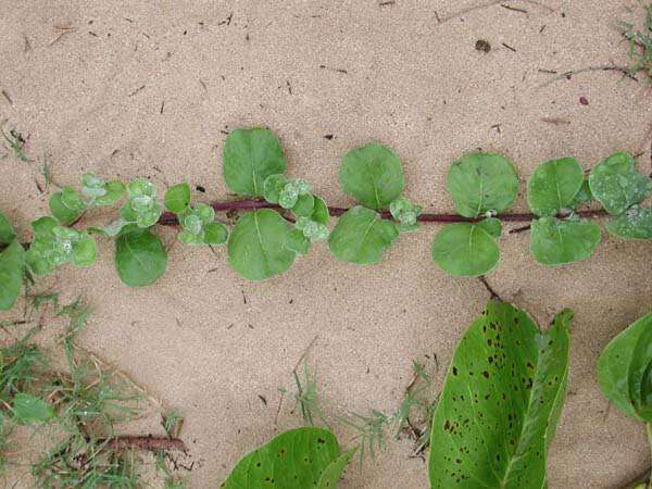 Image of roundleaf chastetree