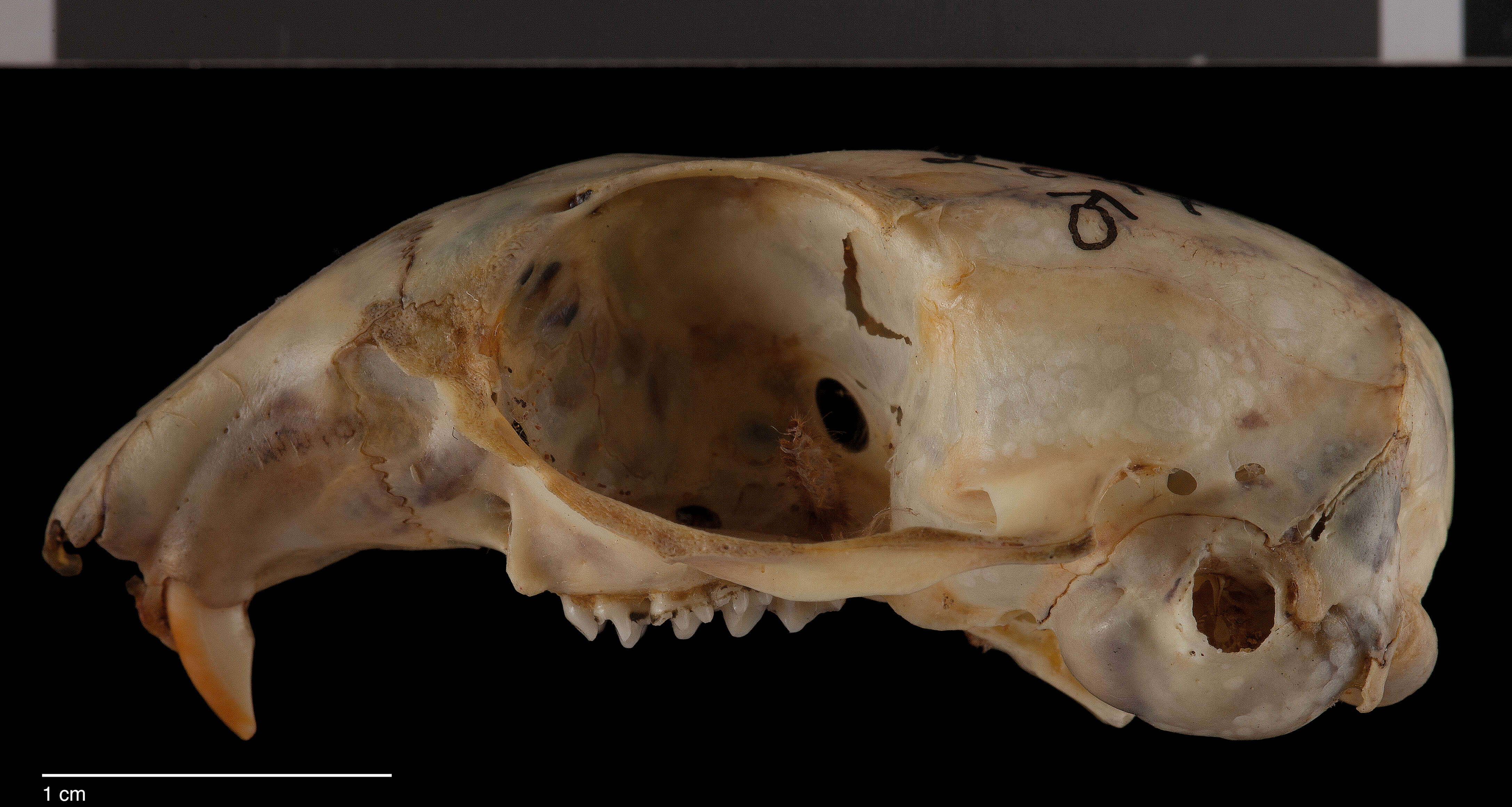 Слика од Ictidomys tridecemlineatus texensis (Merriam 1898)