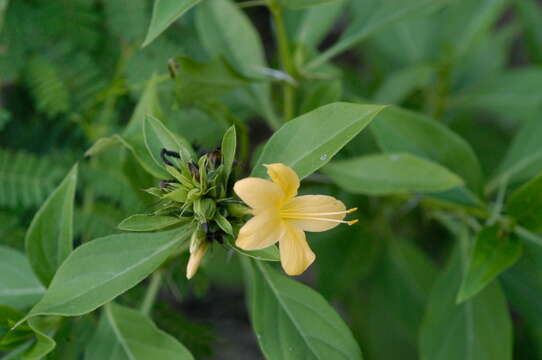 Plancia ëd Barleria prionitis L.