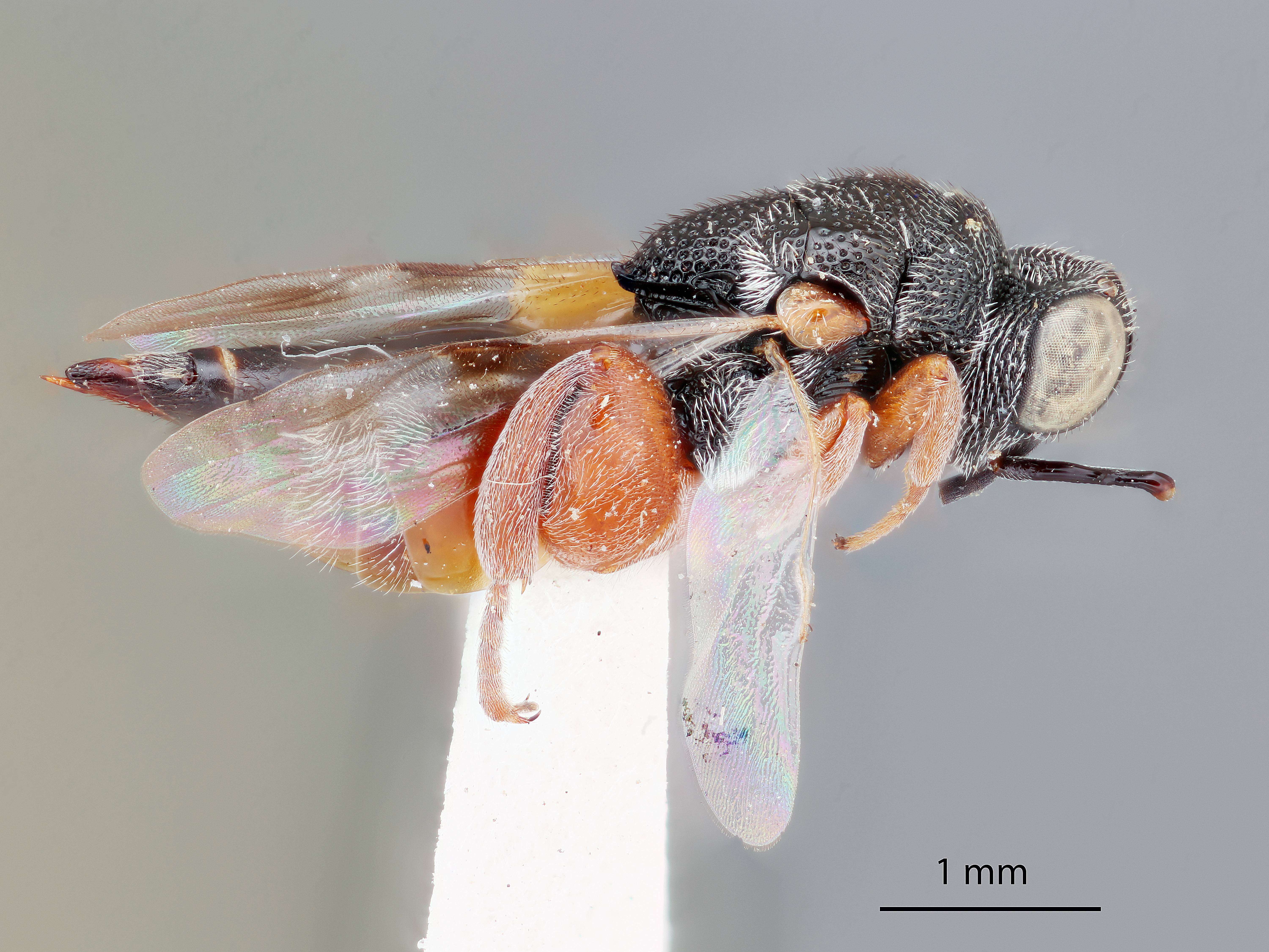 Antrocephalus stokesi (Crawford 1911) resmi