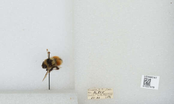 Image de Bombus sylvicola Kirby 1837