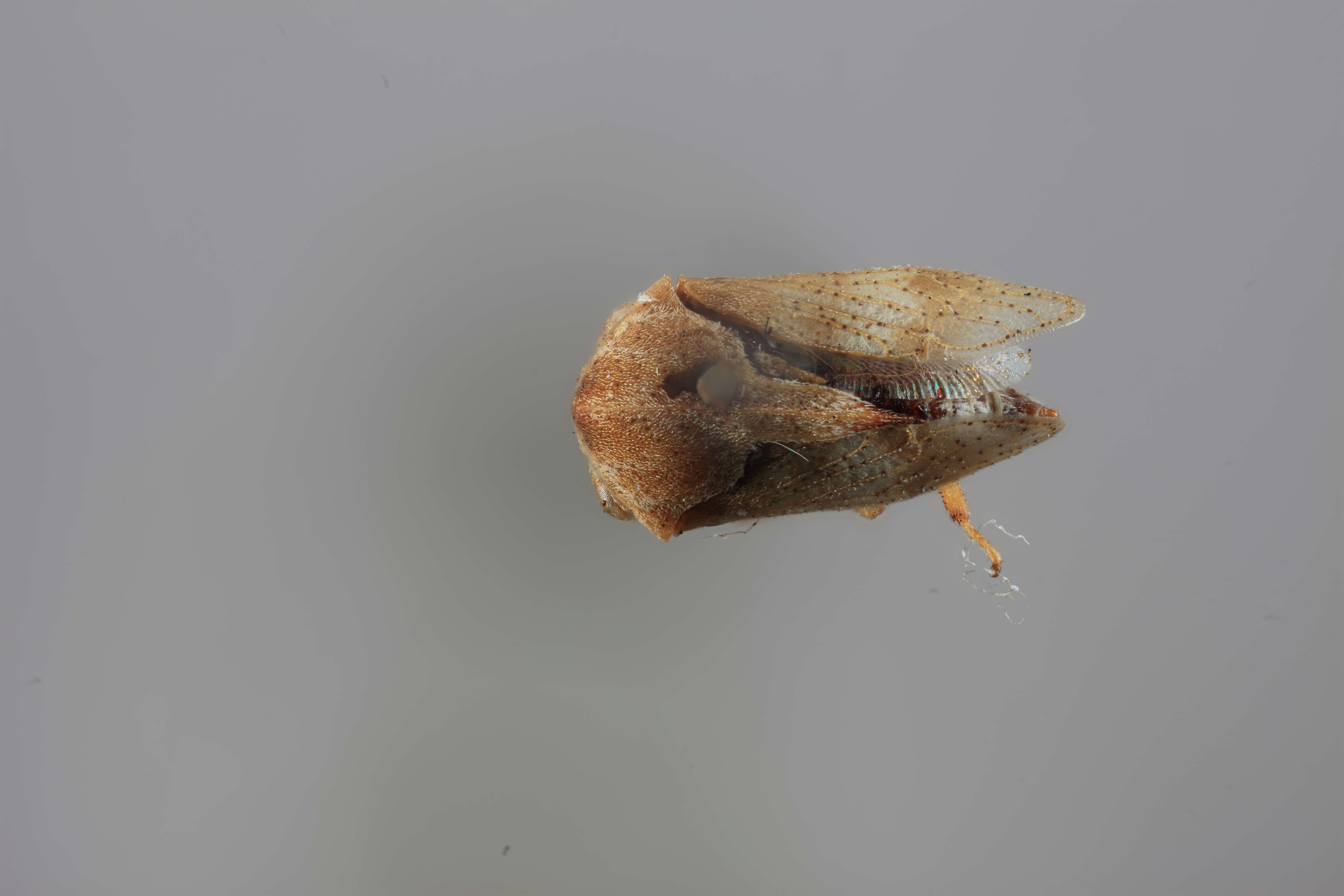 Image of Gargara tuberculata Funkhouser