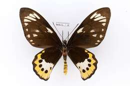 Слика од Ornithoptera paradisea Staudinger 1893