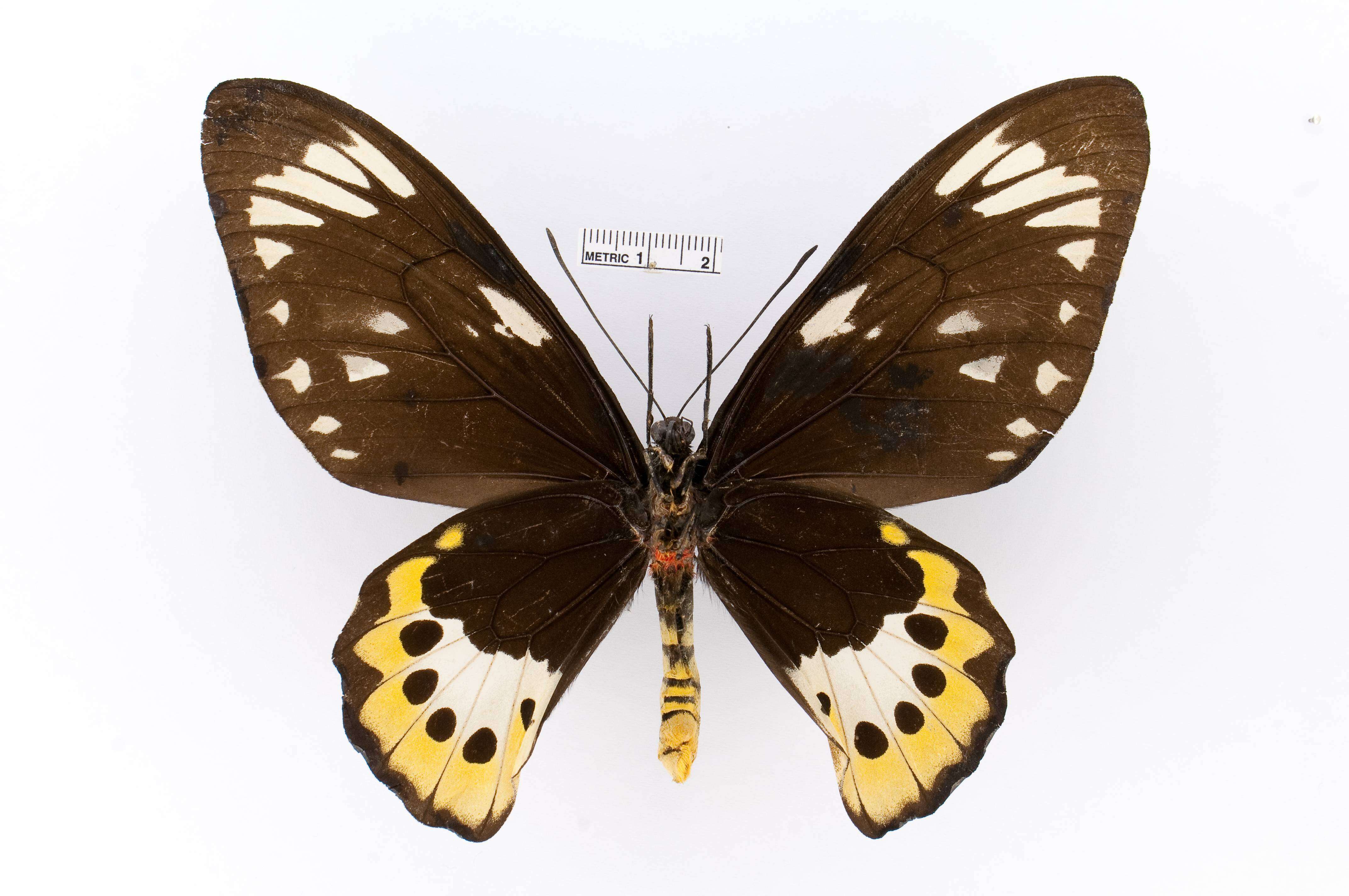 Слика од Ornithoptera paradisea Staudinger 1893