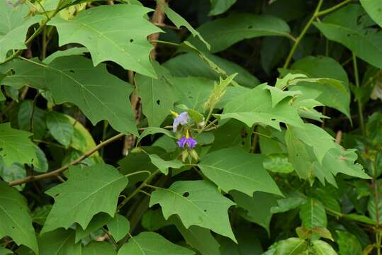 Image of Solanum L.