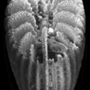 Plancia ëd Foveolocyathus verconis (Dennant 1904)