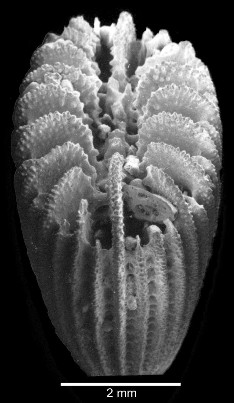 Image of Foveolocyathus verconis (Dennant 1904)