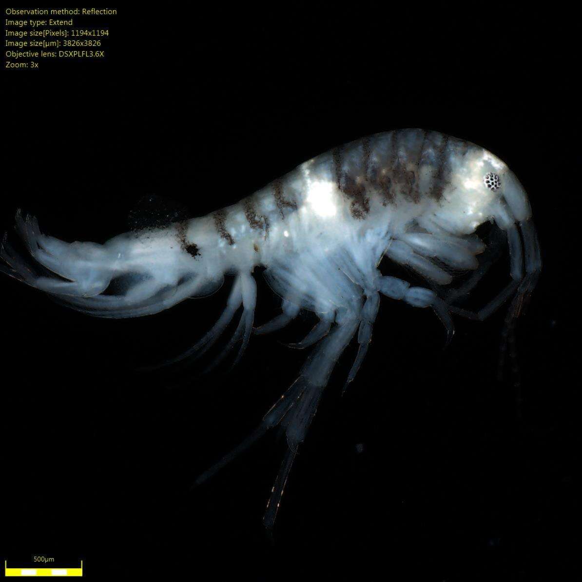 Image of Amphipoda