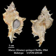 Image of Siratus springeri (Bullis 1964)