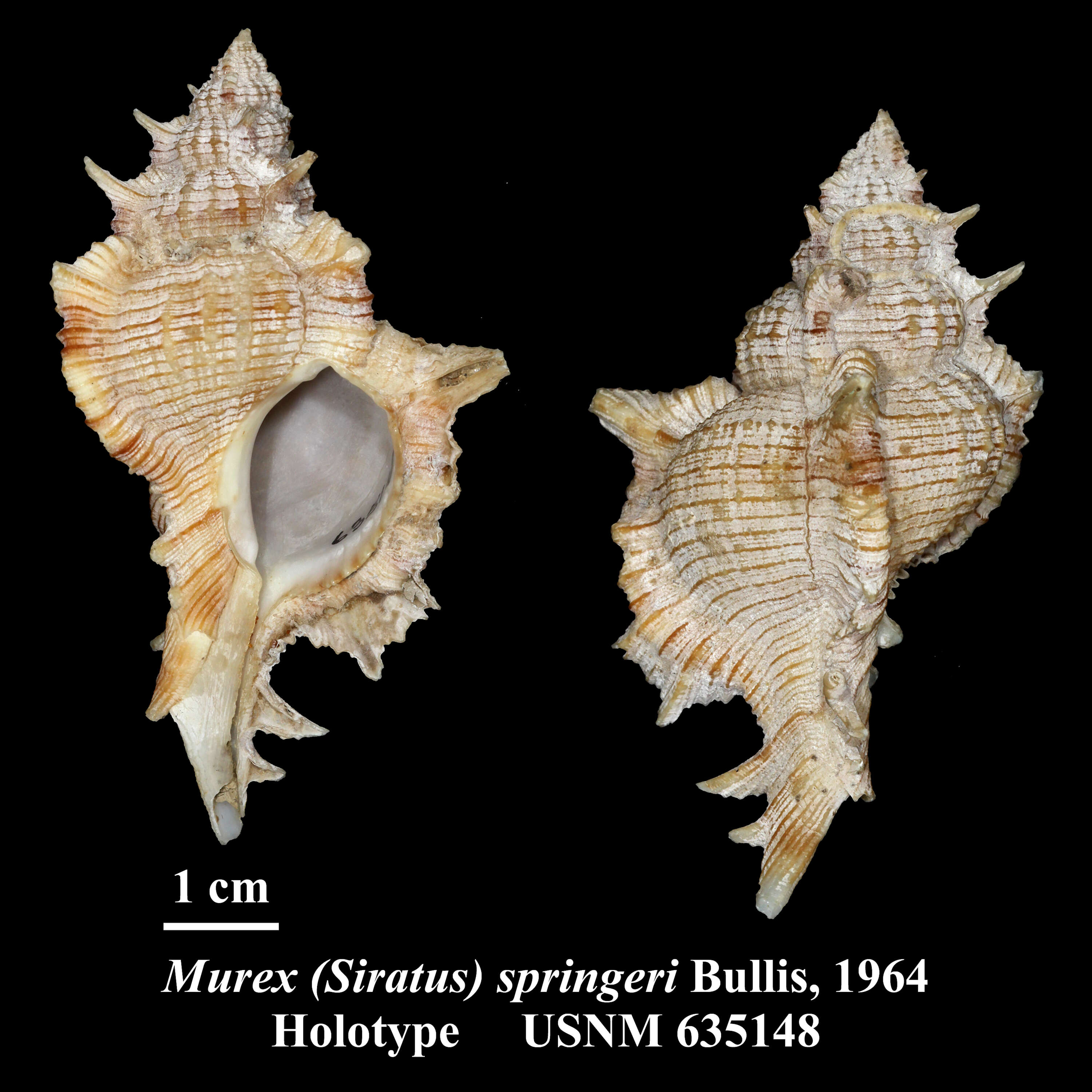 Plancia ëd Siratus springeri (Bullis 1964)