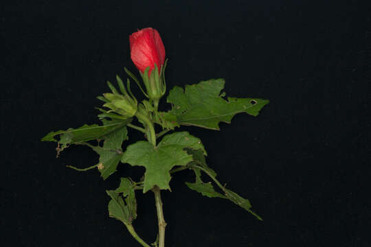 Image of wax mallow