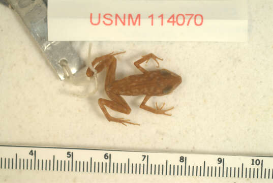 Слика од Eleutherodactylus rubrimaculatus (Taylor & Smith 1945)