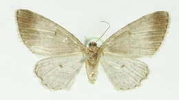 Image de Physocleora suffusca Warren 1906