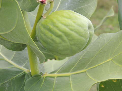 Image of roostertree