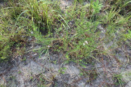 Image of Wand loosestrife